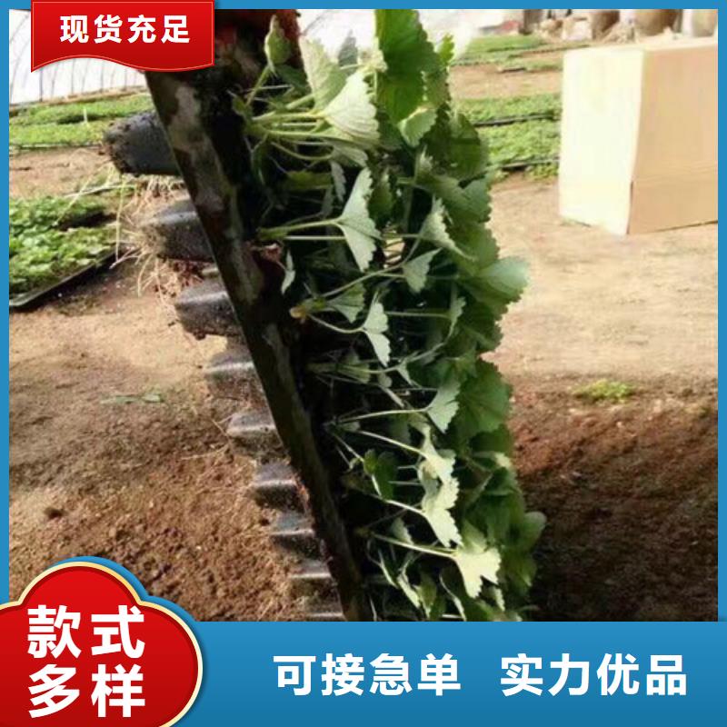 桃熏草莓苗量大优先发货