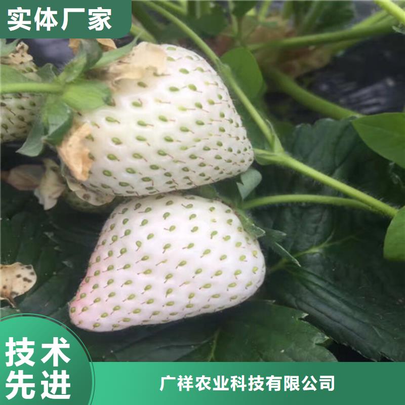 哪里買紅99草莓苗，紅99草莓苗2025已更新(今天/動態(tài))