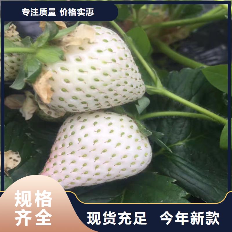 【草莓苗无花果树苗真材实料诚信经营】