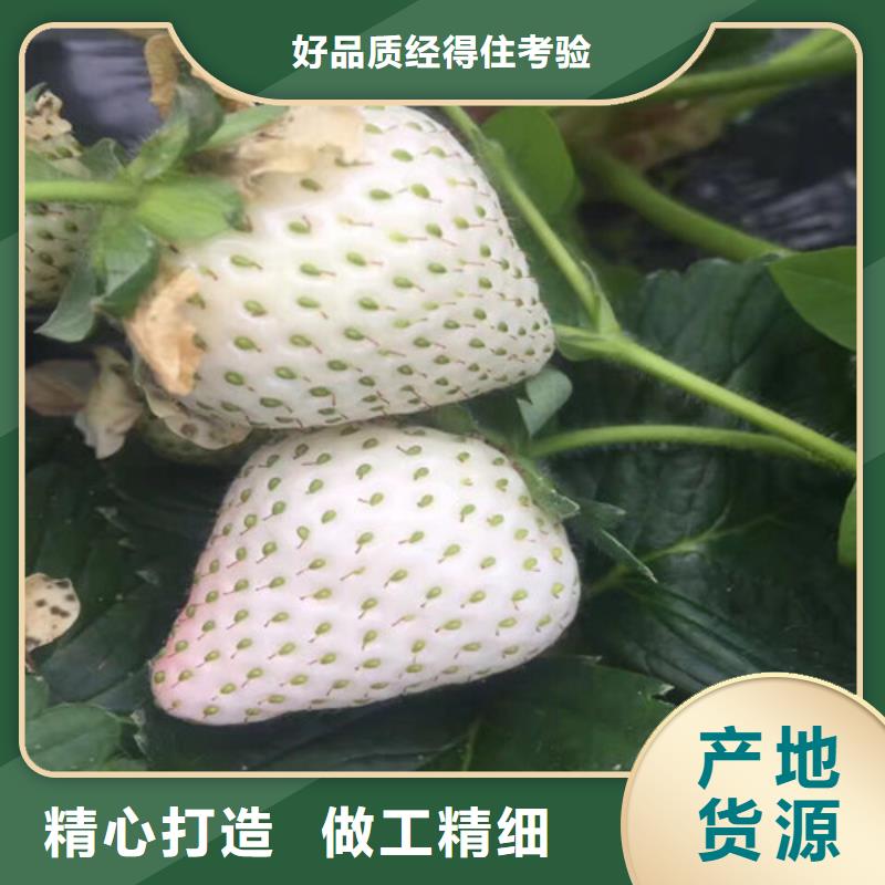 【草莓苗】梨树苗基地现货供应