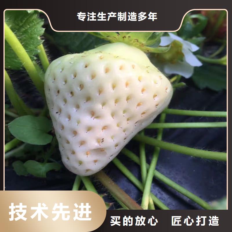 寧玉草莓苗