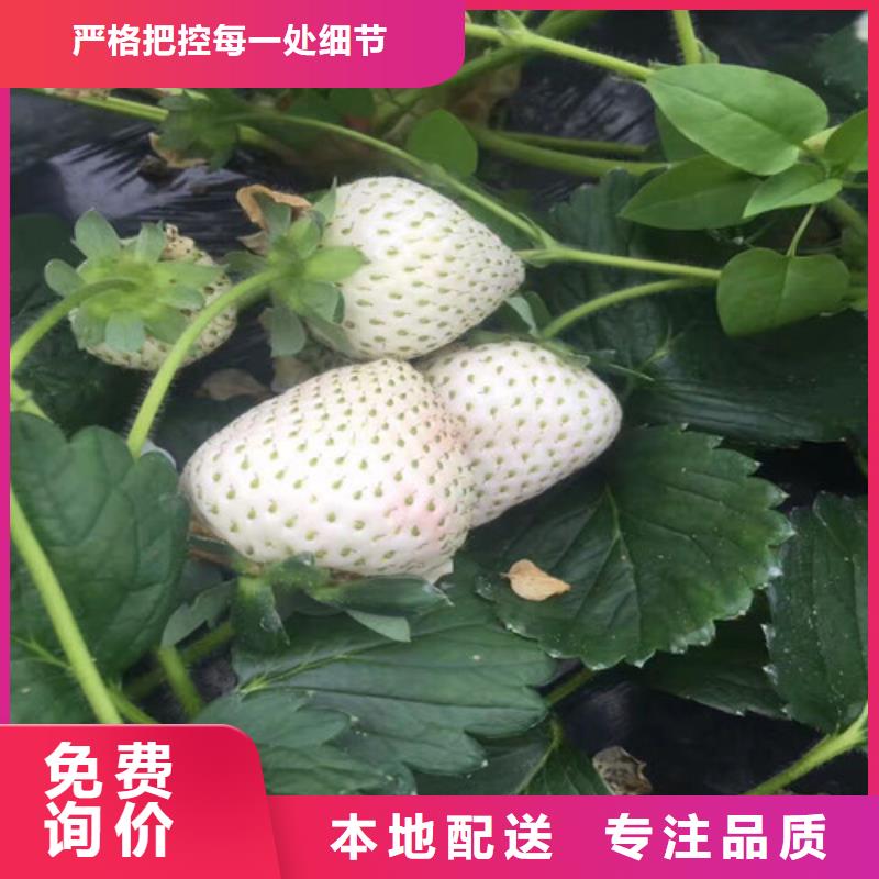 甜宝草莓苗质量可靠的厂家