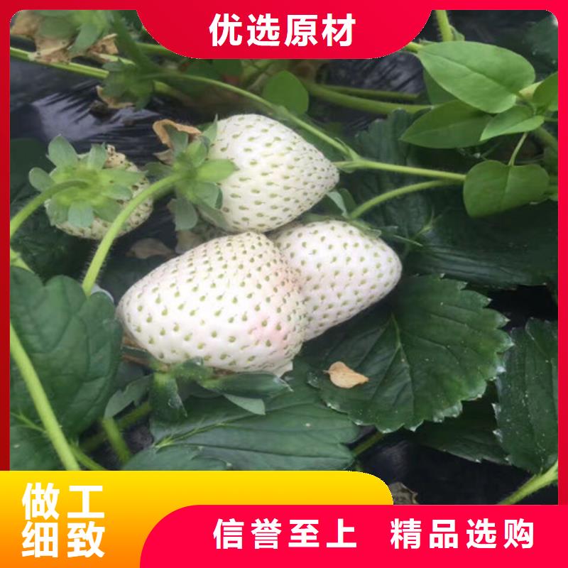 草莓苗火箭大樱桃树苗实力见证