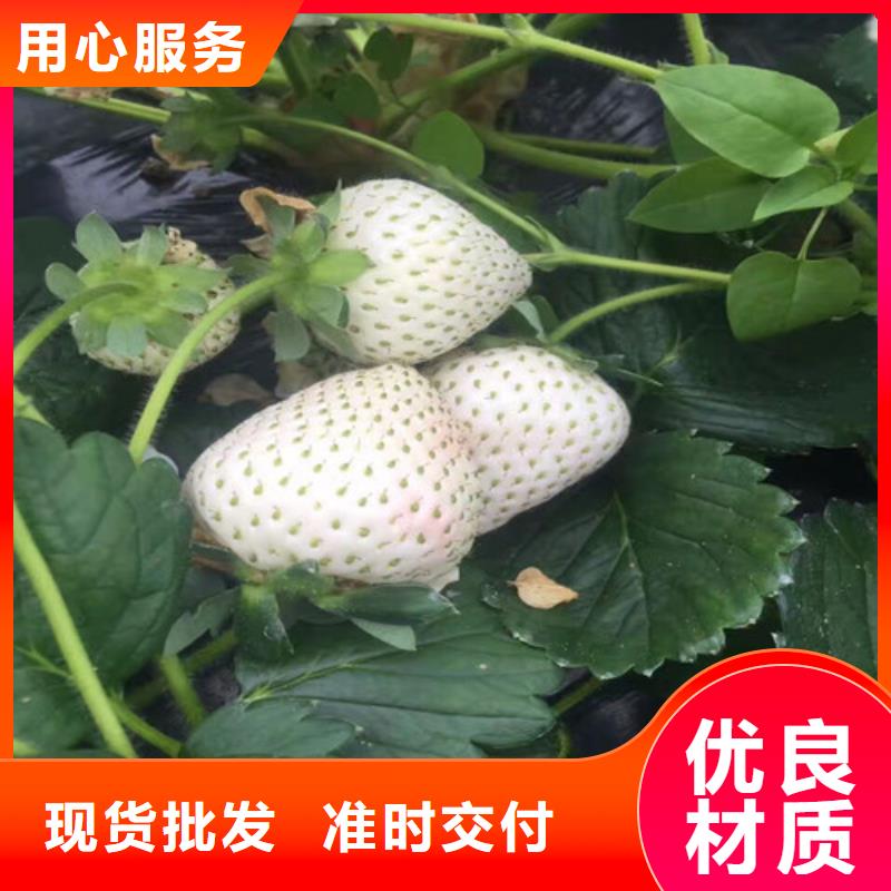 草莓苗【花椒樹苗】本地廠家值得信賴