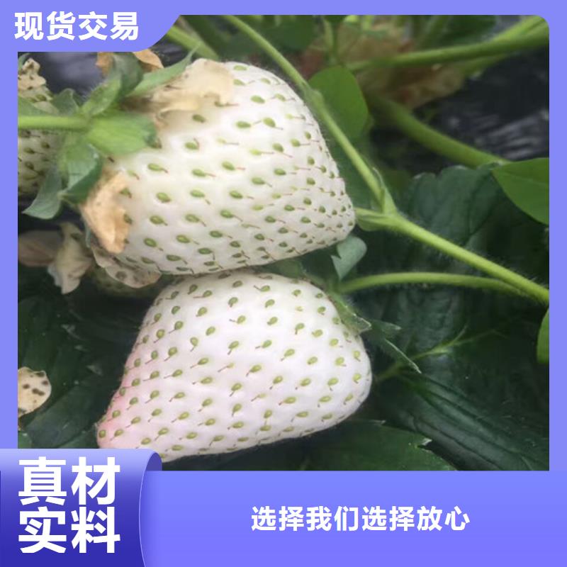 哪里批發(fā)甜查理草莓苗，甜查理草莓苗品種齊全