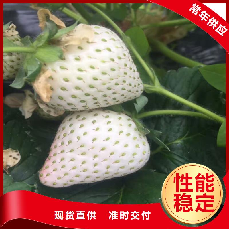 草莓苗_蘋果苗優(yōu)質材料廠家直銷