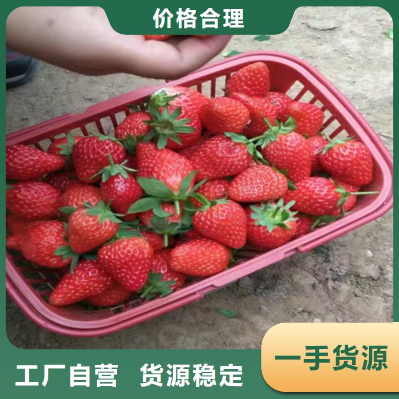 紅頰草莓苗適應土地