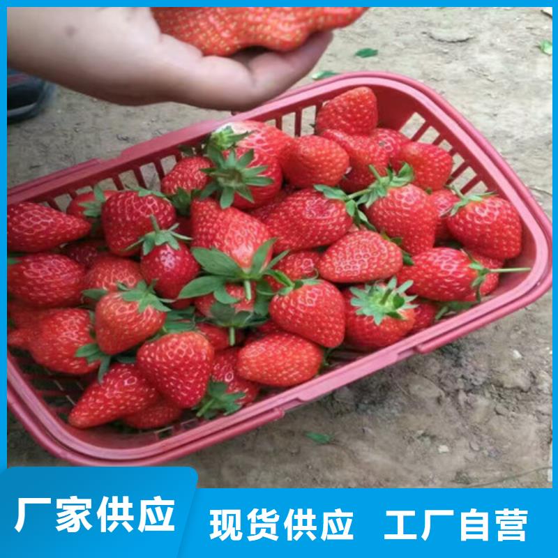【草莓苗】 梨樹苗基地歡迎新老客戶垂詢