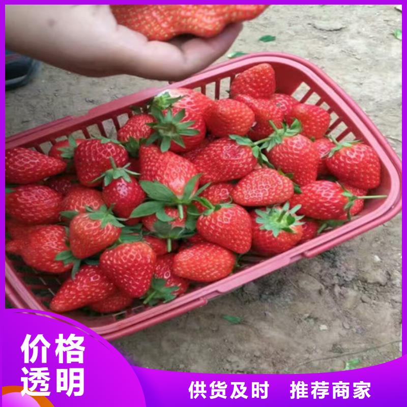白果草莓苗價格多少