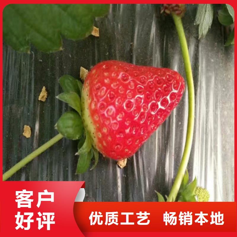 草莓苗陽(yáng)光玫瑰葡萄樹(shù)苗按需定做