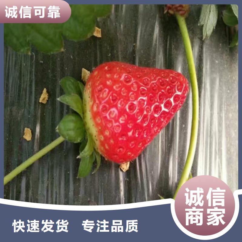 妙香草莓苗批发价格