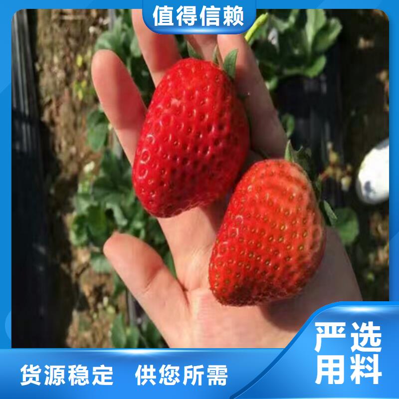 【草莓苗果樹苗批發基地好產品好服務】