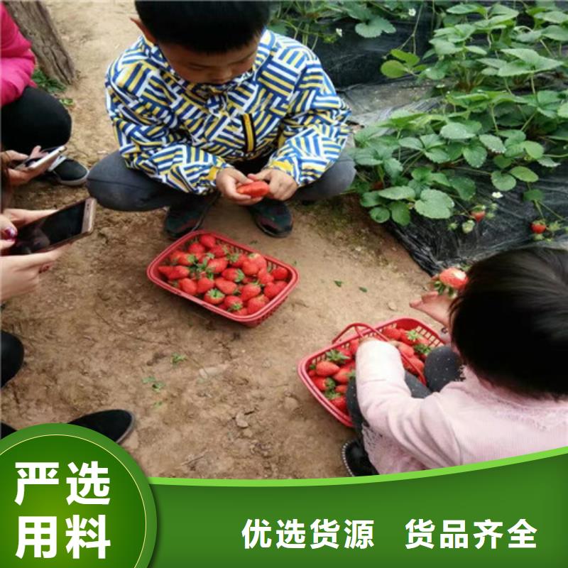 草莓苗梨樹苗基地甄選好物