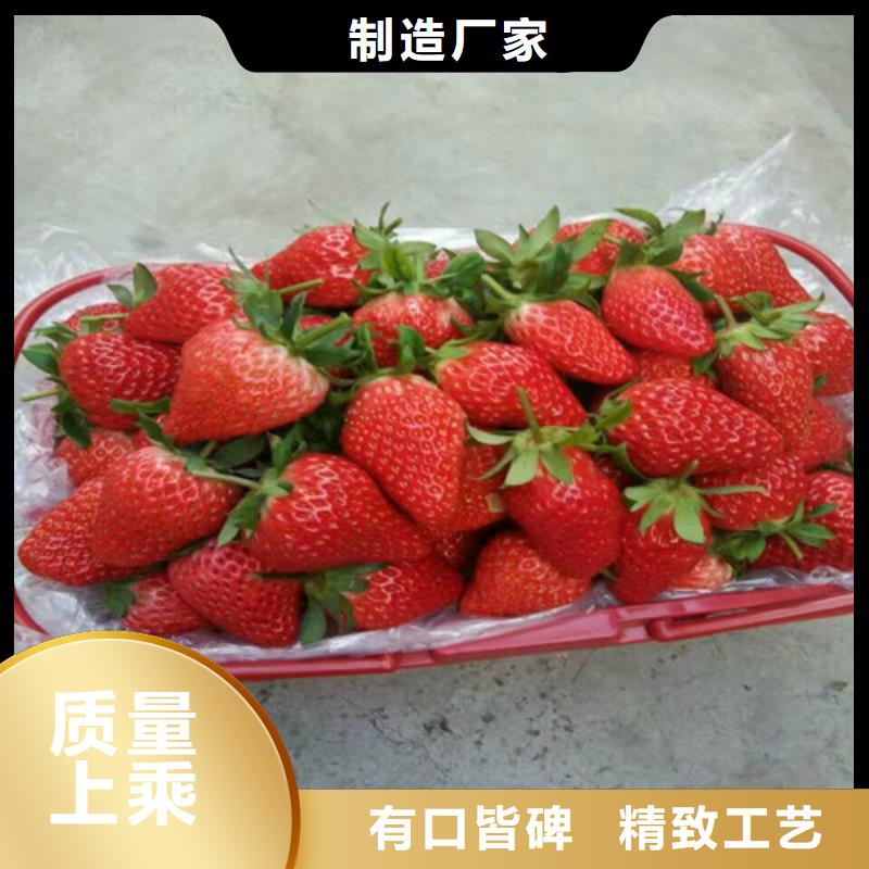 妙香7号草莓苗2024已更新(今日/动态)