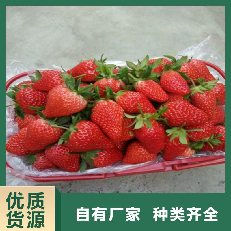 紅頰草莓苗育苗廠家