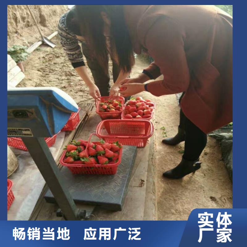 草莓苗红蜜桃树苗发货及时