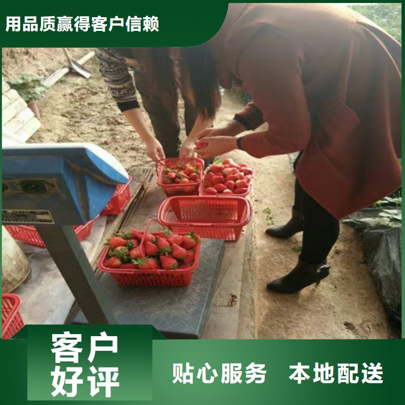 草莓苗葡萄苗自产自销
