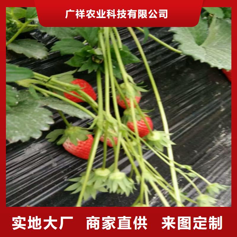 草莓苗草莓苗价格大量现货