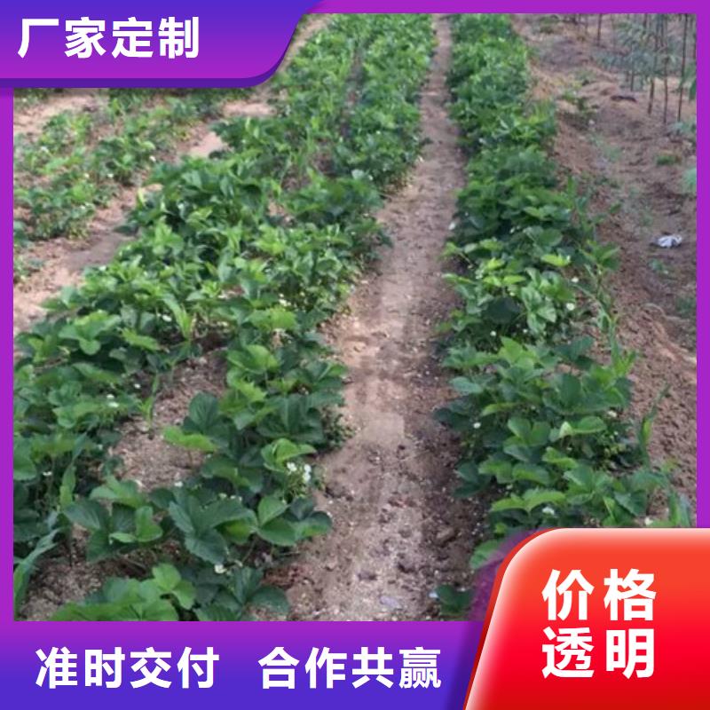 【草莓苗果樹苗批發(fā)基地好產(chǎn)品好服務(wù)】