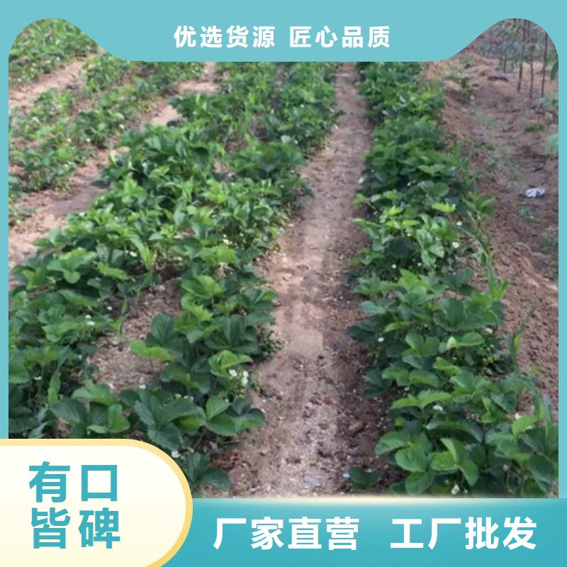 草莓種苗廠家供應
