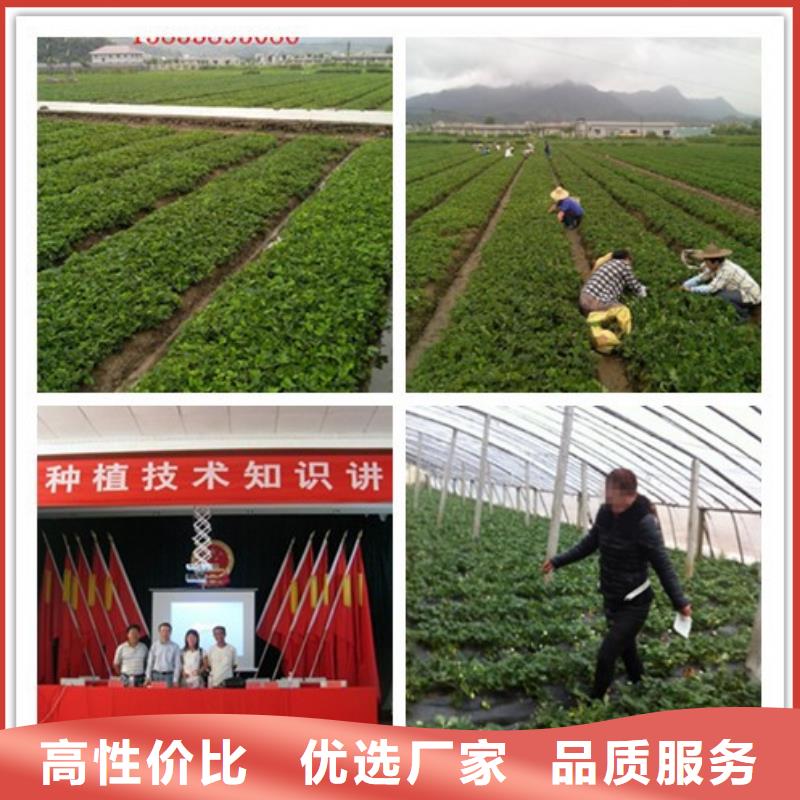 草莓苗-胭脂脆桃樹苗從廠家買售后有保障