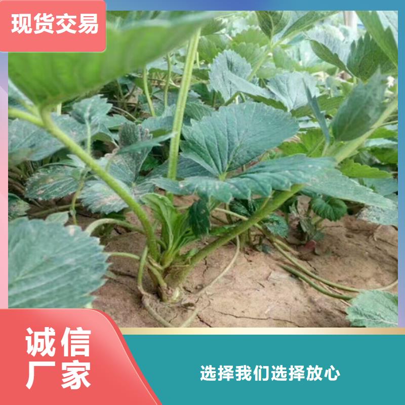 【草莓苗】 梨樹苗基地歡迎新老客戶垂詢