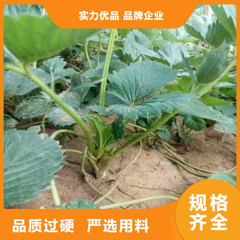 草莓苗-【黃金蘋果樹苗基地】全新升級品質保障