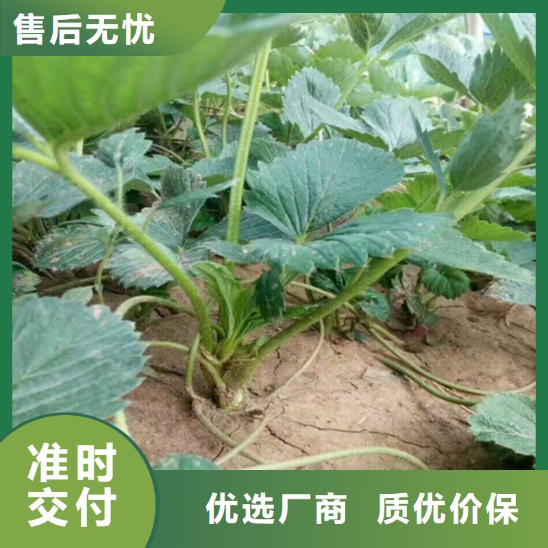 草莓苗【樱桃苗】源厂直接供货