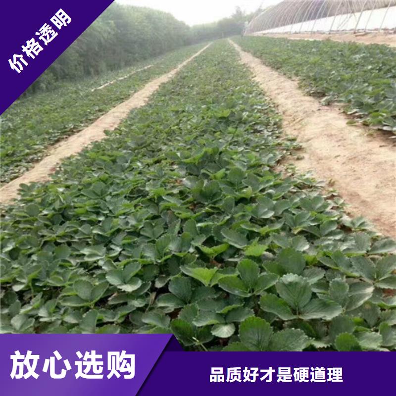 草莓苗火箭大櫻桃樹苗現貨銷售