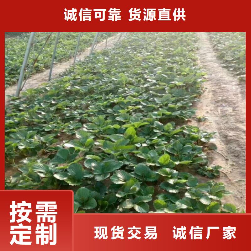 草莓苗_陽光玫瑰葡萄樹苗工期短發(fā)貨快
