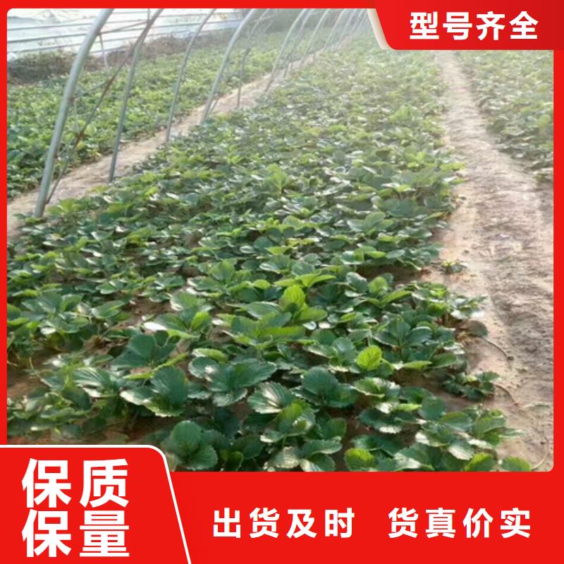 寧玉草莓苗