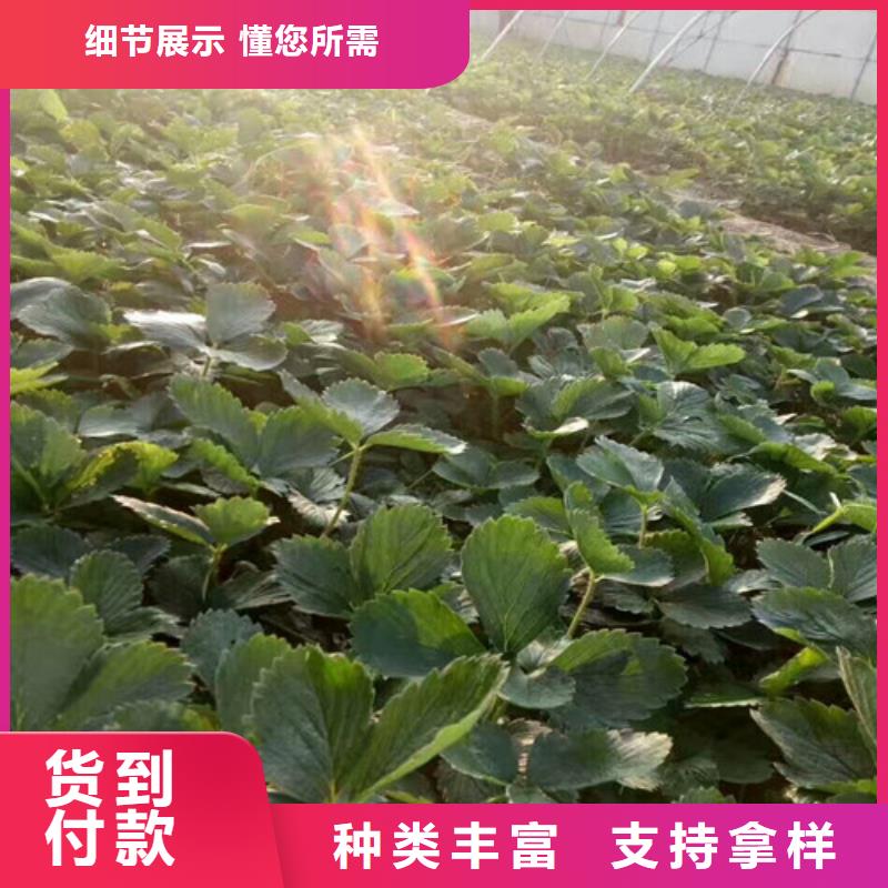 草莓苗火箭大櫻桃樹苗現貨銷售