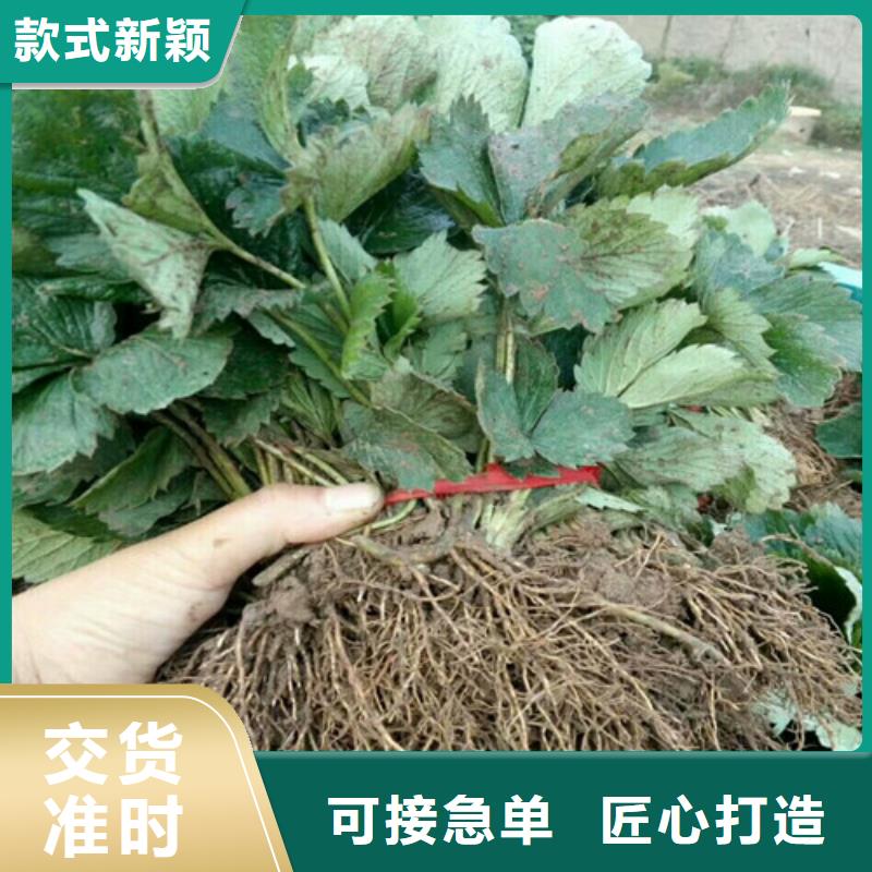 【圣誕紅草莓苗】廠家