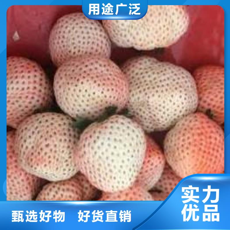 草莓苗,西梅树苗正品保障