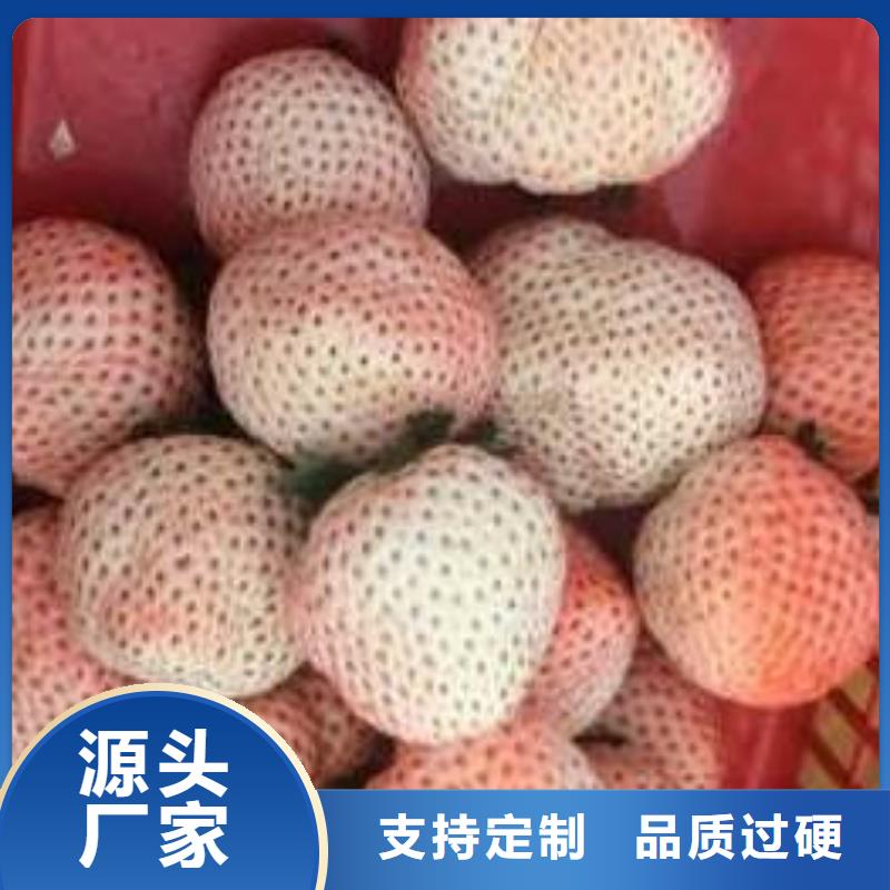 草莓苗大棚草莓苗工廠(chǎng)自營(yíng)