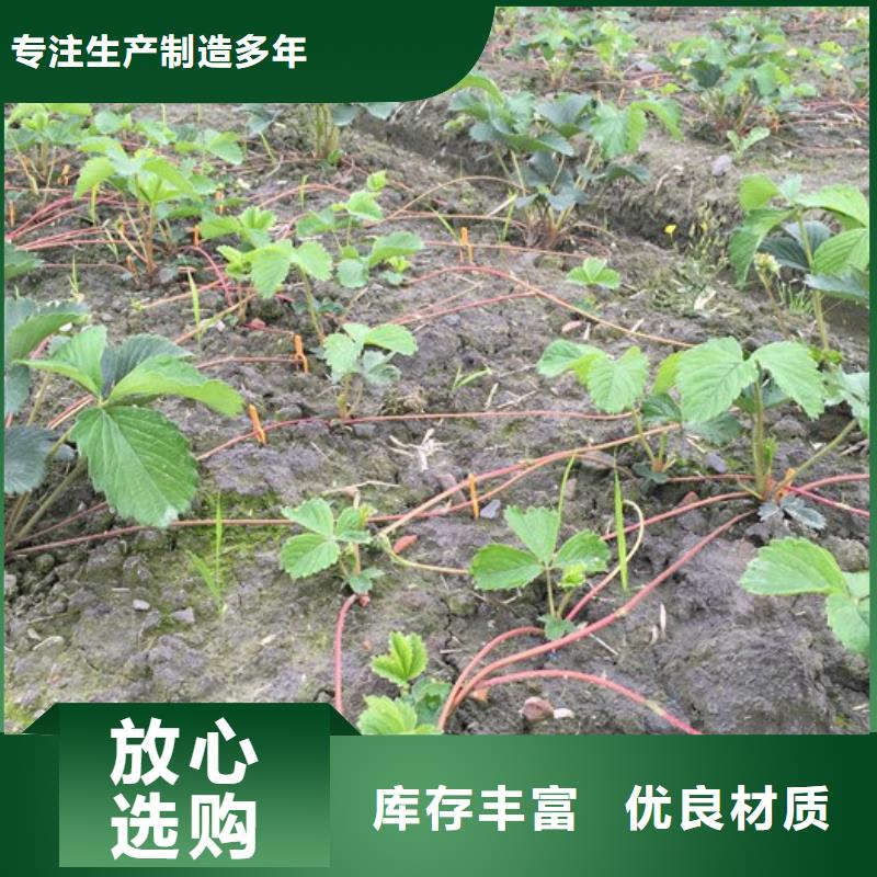 【草莓苗_黄金苹果树苗基地厂家直销】