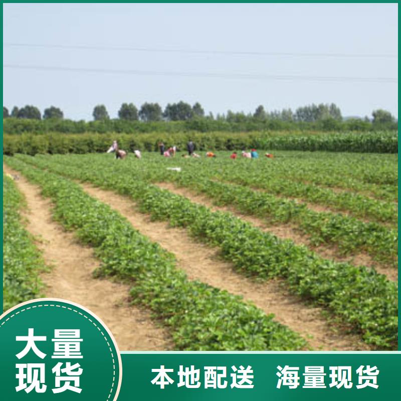 【草莓苗】,大棚草莓苗品質(zhì)優(yōu)良