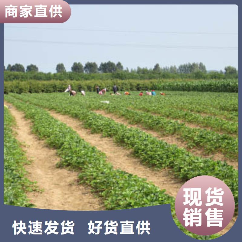 哪里有白果草莓苗，白果草莓苗栽植密度