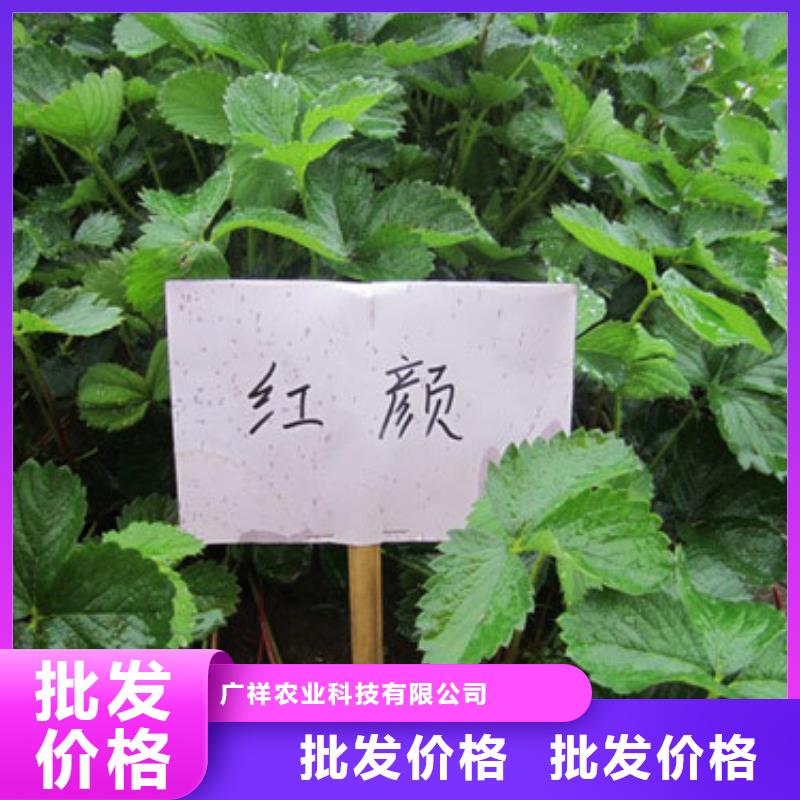 紅頰草莓苗育苗廠家