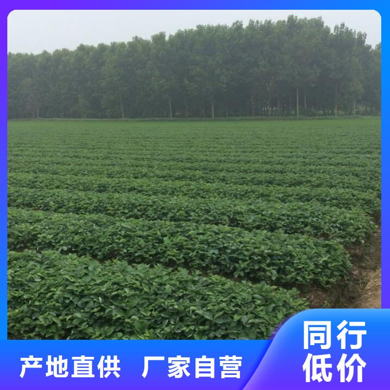 【草莓苗,梨树苗基地产地源头好货】