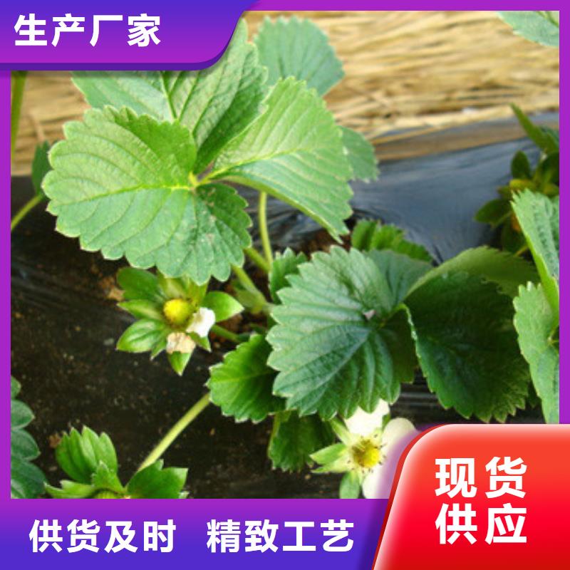草莓苗-胭脂脆桃樹苗從廠家買售后有保障