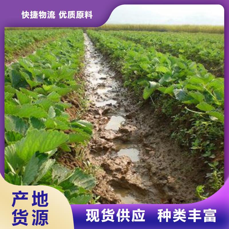 草莓苗红油香椿树苗专注品质
