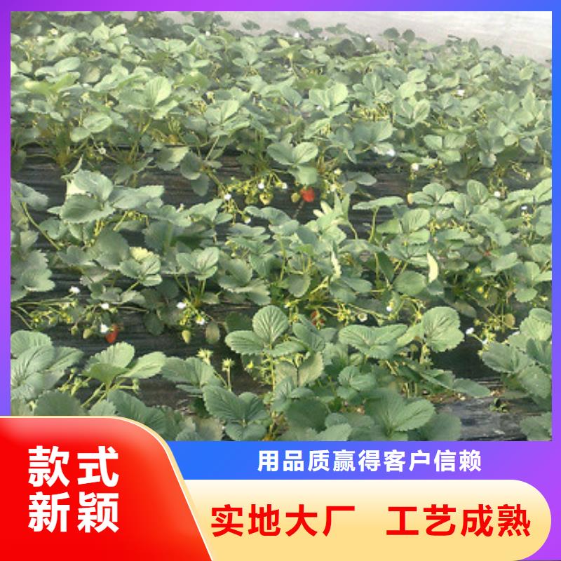 草莓苗桃樹苗基地甄選好物