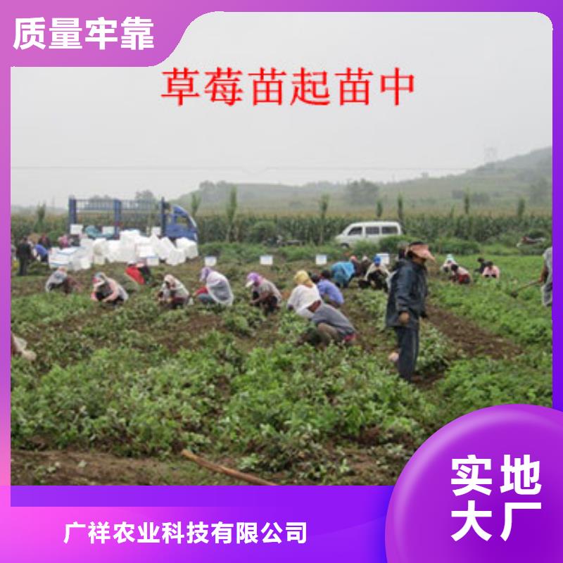 【草莓苗果樹苗批發基地好產品好服務】