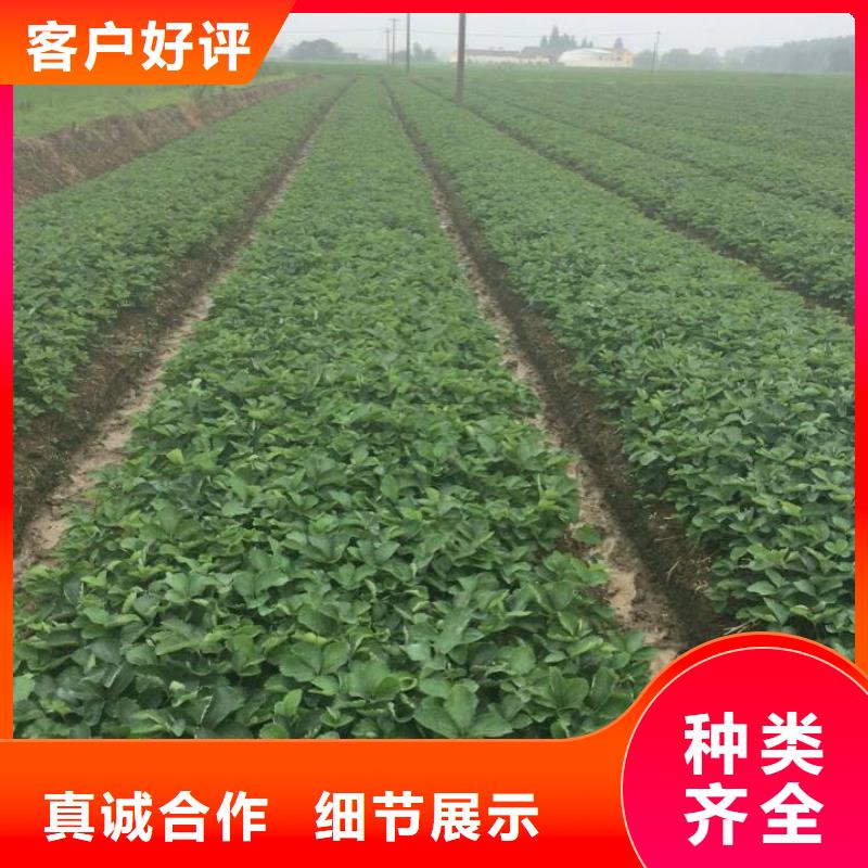 圣誕紅草莓苗價格多少