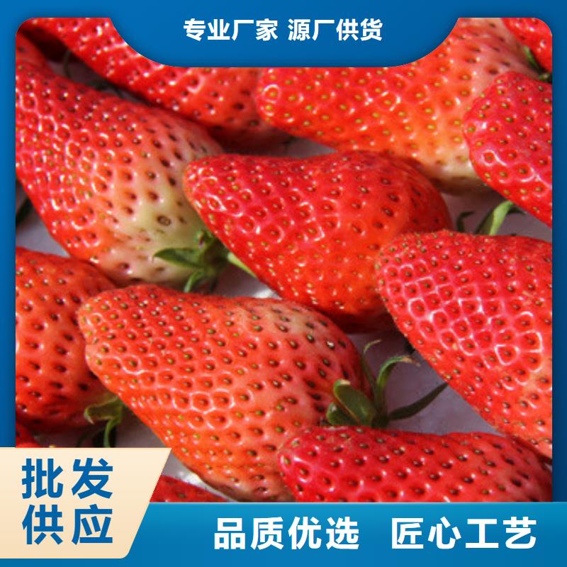 【草莓苗果樹苗批發(fā)基地好產(chǎn)品好服務(wù)】