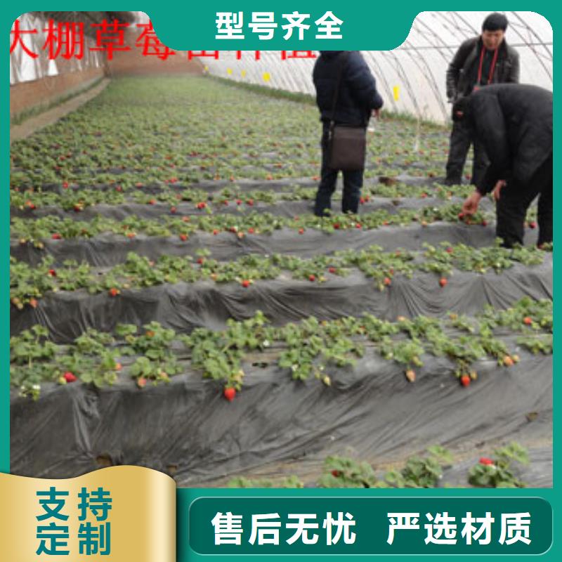 紅顏草莓苗培育