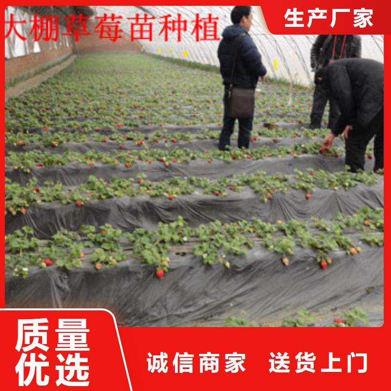 草莓苗【花椒樹苗】本地廠家值得信賴