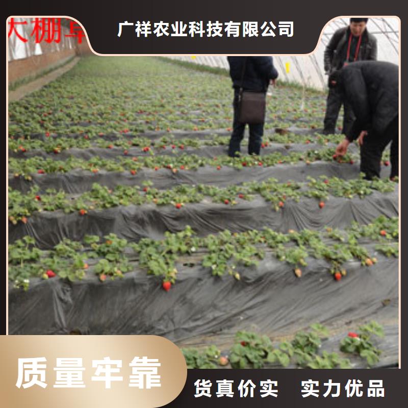 【草莓苗_香梨树苗匠心品质】
