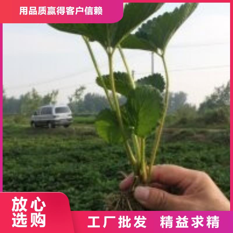 草莓苗草莓苗价格大量现货